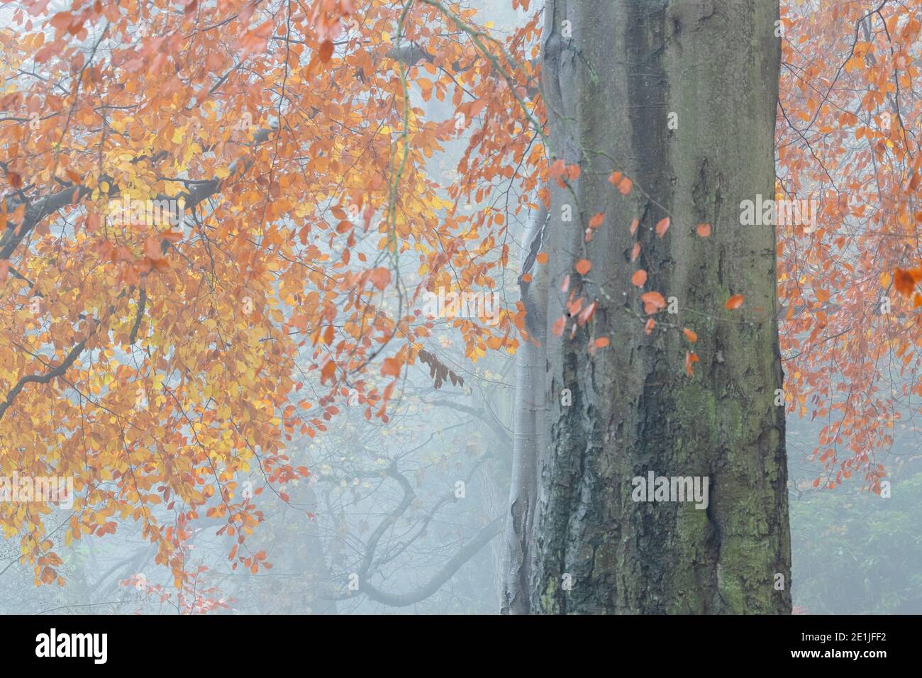 Foglie d'autunno, Bolam Lake Country Park, Northumberland, Regno Unito, Foto Stock