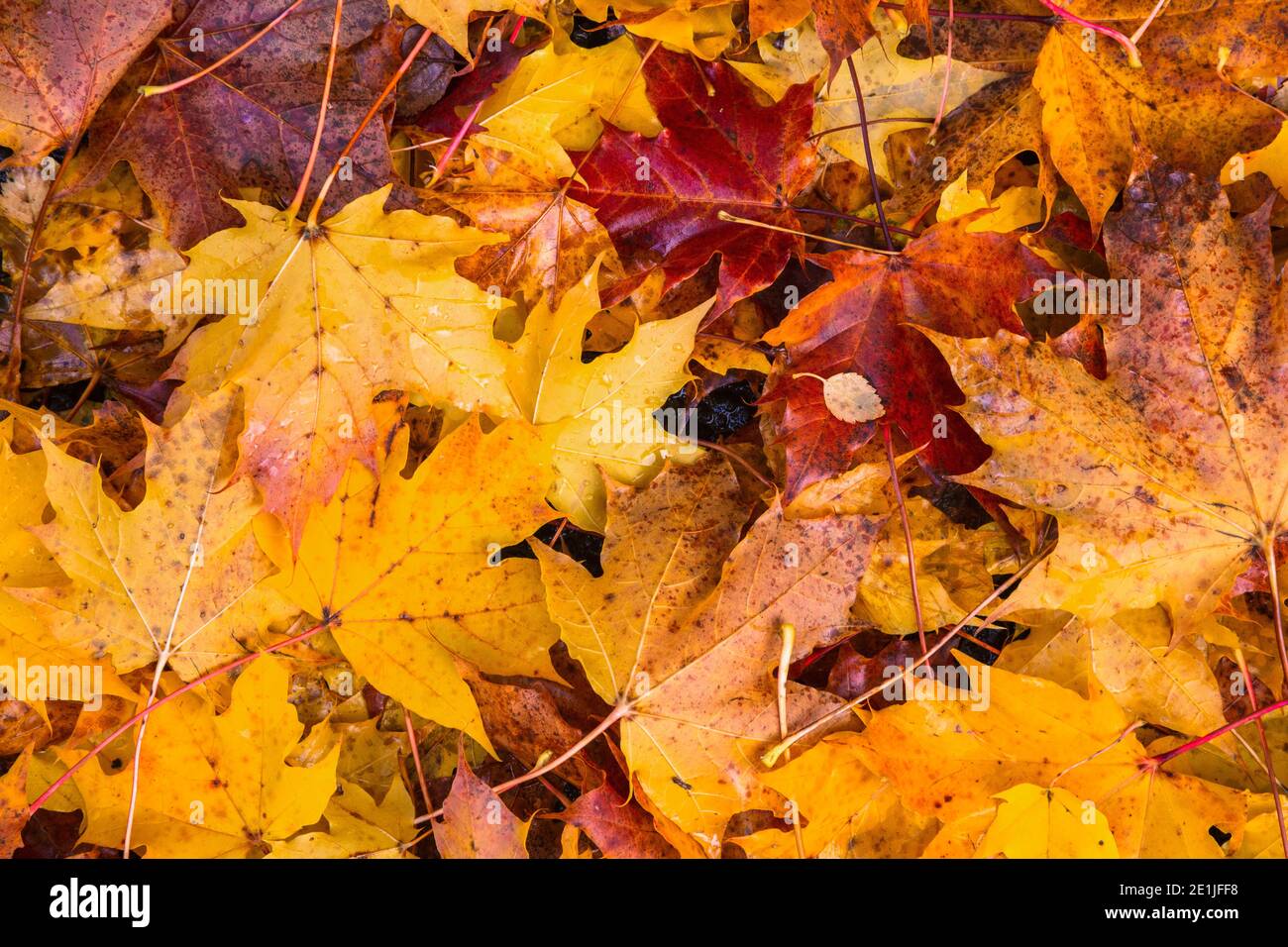 Foglie d'autunno, Sidwood, Foresta di Kielder, parco nazionale Northumberland, Regno Unito, novembre 2020 Foto Stock