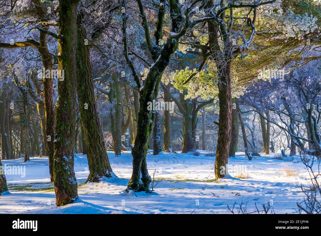 Una scena di boschi invernali nel Parco Nazionale del Peak District Foto Stock