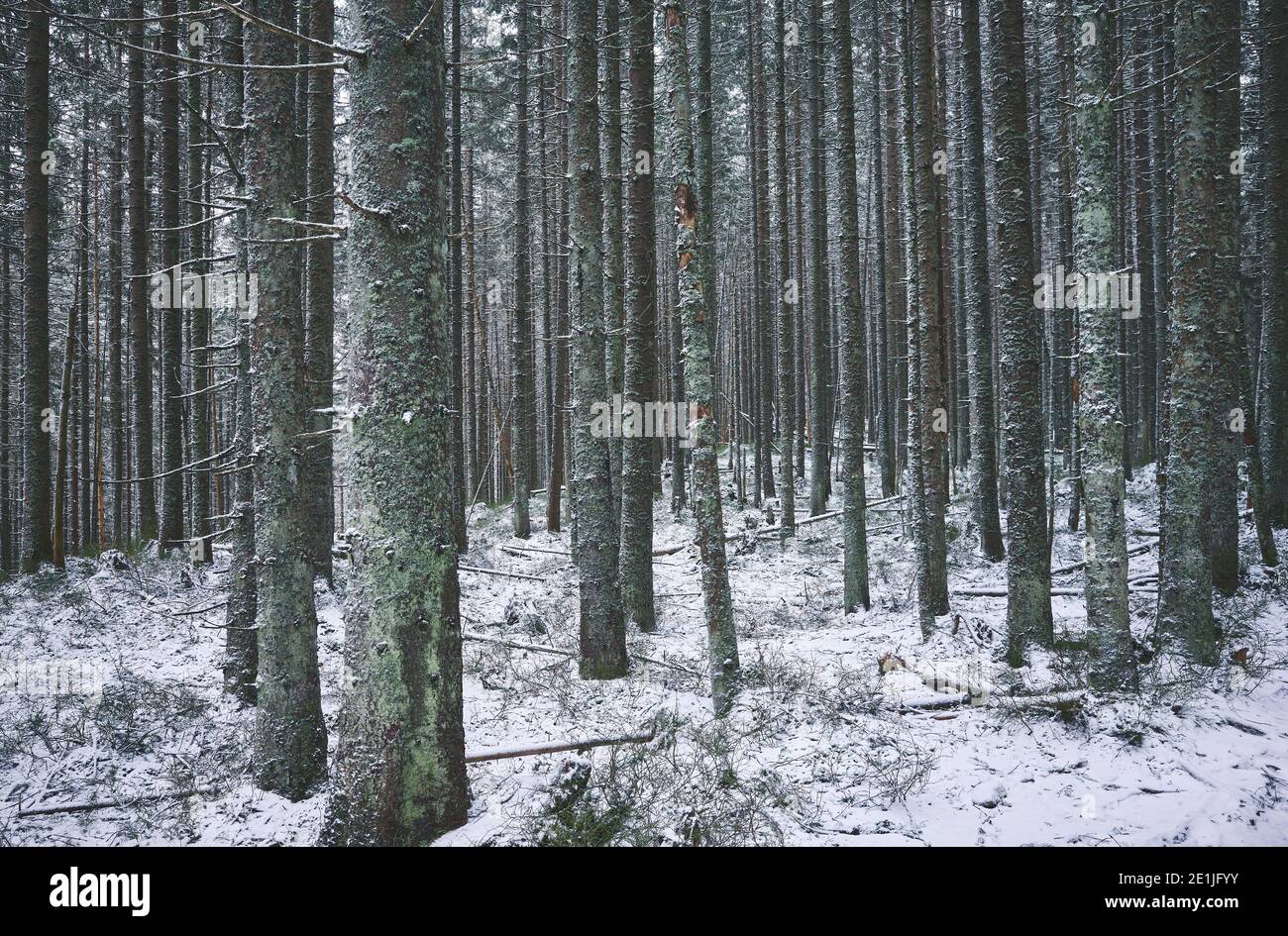 Foresta in inverno innevato, colore tonica immagine. Foto Stock