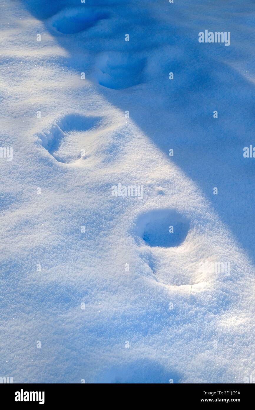 Orme nella neve Foto Stock