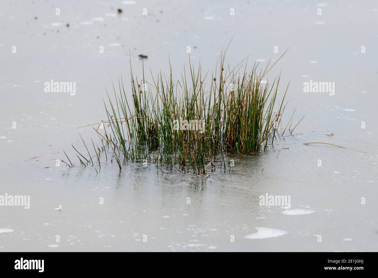 Giornata fredda e nebbiosa - piante ricoperte di cristalli di ghiaccio Foto Stock