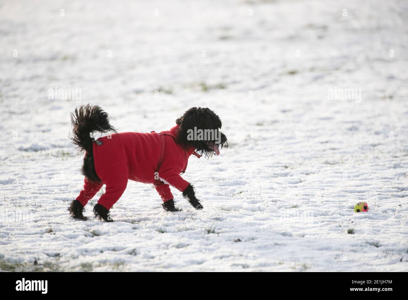 Un cane nero Sprockerpoo che indossa una giacca invernale rossa e. giocare con una palla colorata su un campo innevato Foto Stock