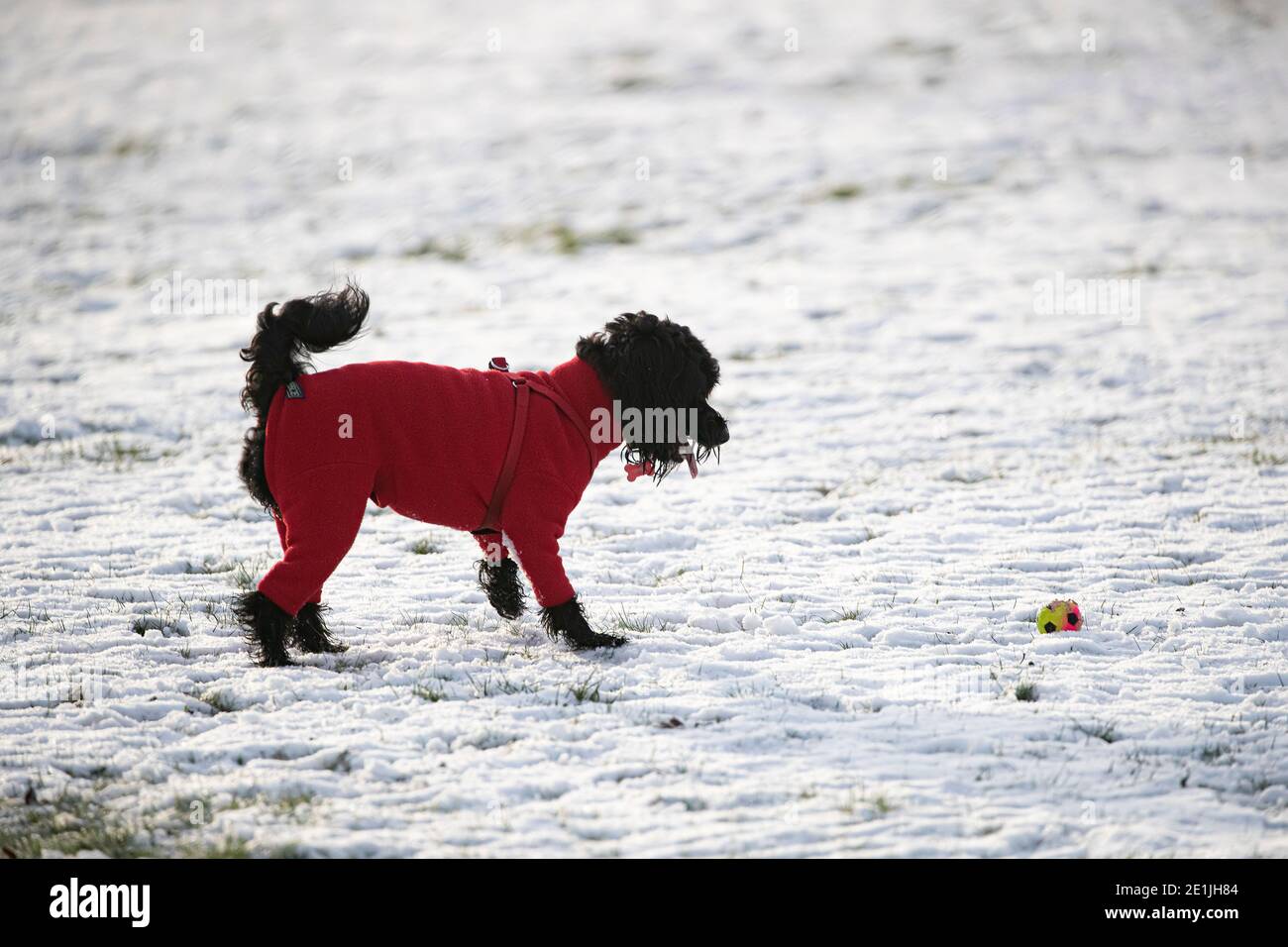 Un cane nero Sprockerpoo che indossa una giacca invernale rossa e. giocare con una palla colorata su un campo innevato Foto Stock