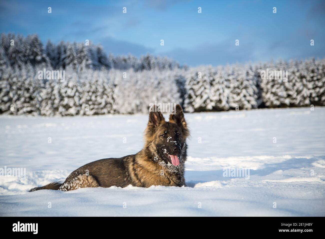 Cane Pastore Tedesco (alsaziano) sdraiato nella neve su un freddo sole giorno d'inverno Foto Stock