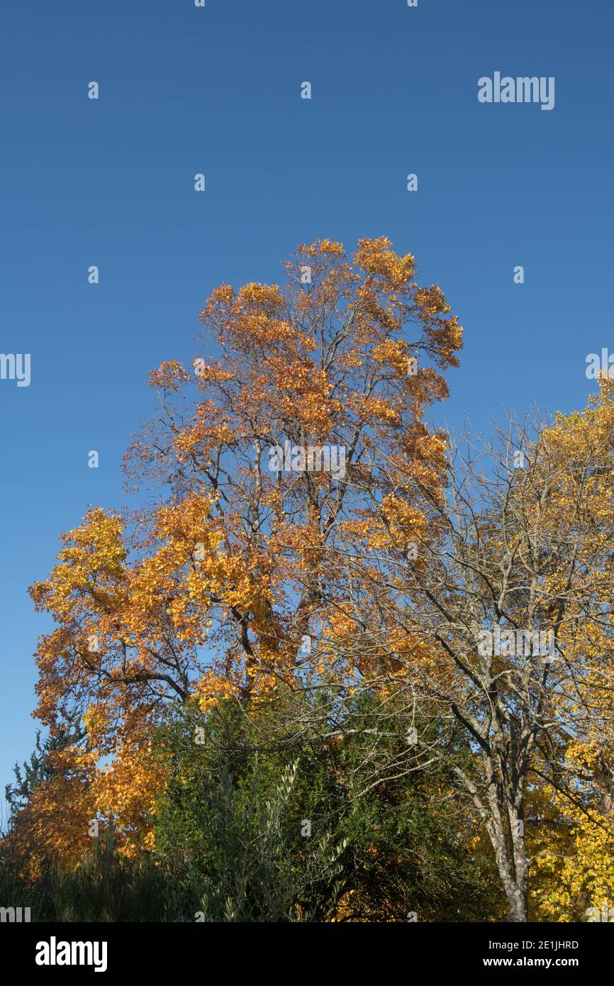 Foglie gialle brillanti dell'autunno su un tulipano deciduo (Liriodendron tulipifera) Con uno sfondo blu luminoso che cresce in un giardino Nel Devon Rurale Foto Stock