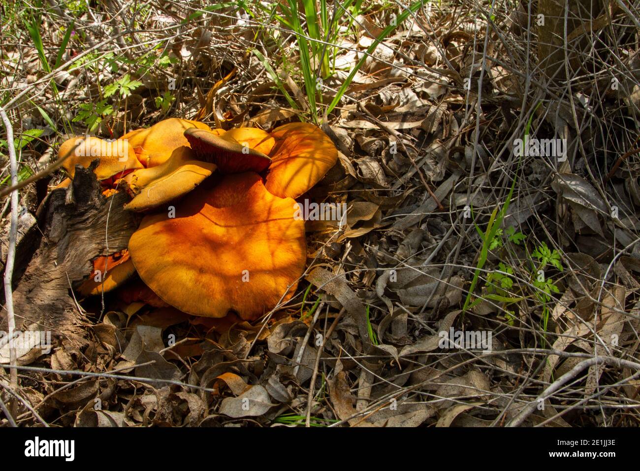 funghi Foto Stock