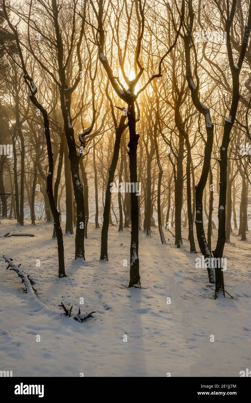 Il sole invernale filtrato attraverso gli alberi di un bosco di Peak District Foto Stock
