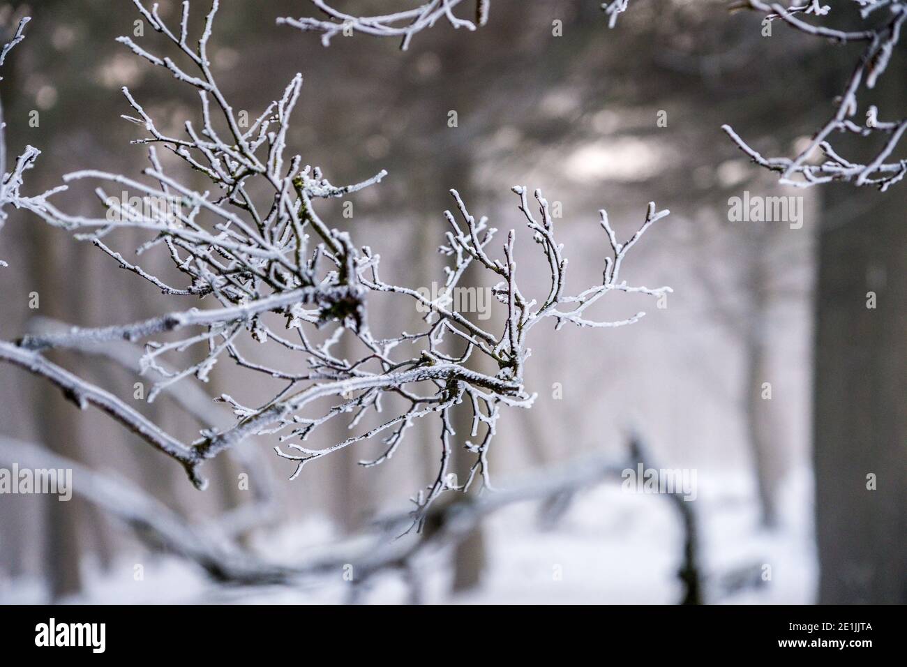 Ramoscelli ghiacciati in un bosco del Peak District innevato Foto Stock