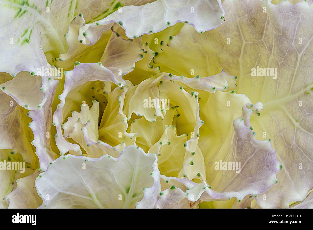 Macro dettaglio di foglie di cavolo fresco Foto Stock