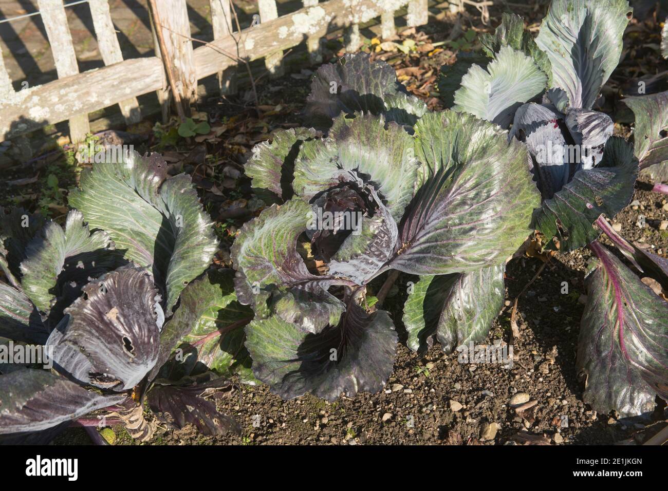 Home Grown biologico Autunno Red Cabbage (Brassica oleracea 'Lodero') crescere su un allotment in un giardino di verdure in Devon Rurale, Inghilterra, UK Foto Stock