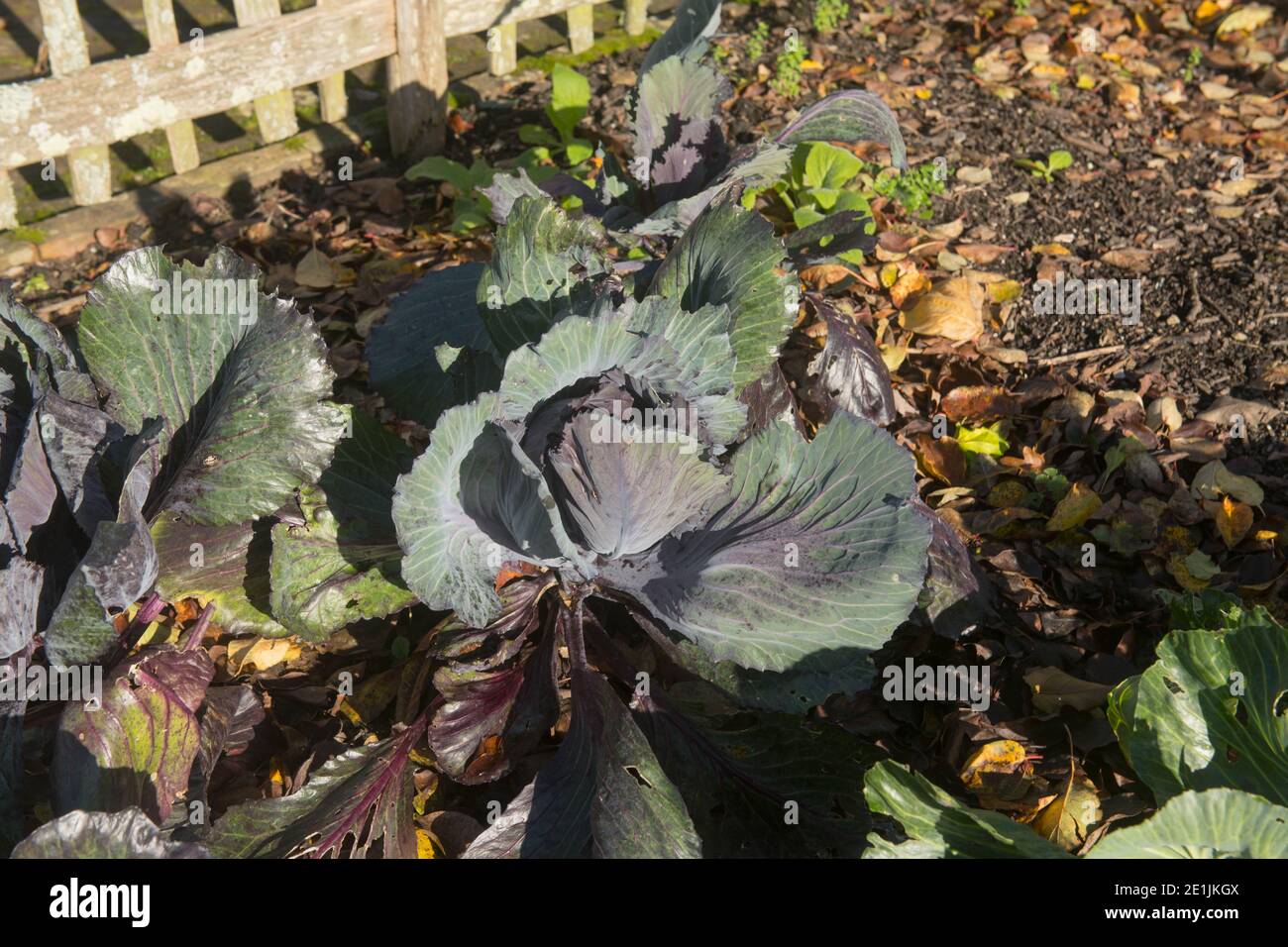 Home Grown biologico Autunno Red Cabbage (Brassica oleracea 'Lodero') crescere su un allotment in un giardino di verdure in Devon Rurale, Inghilterra, UK Foto Stock