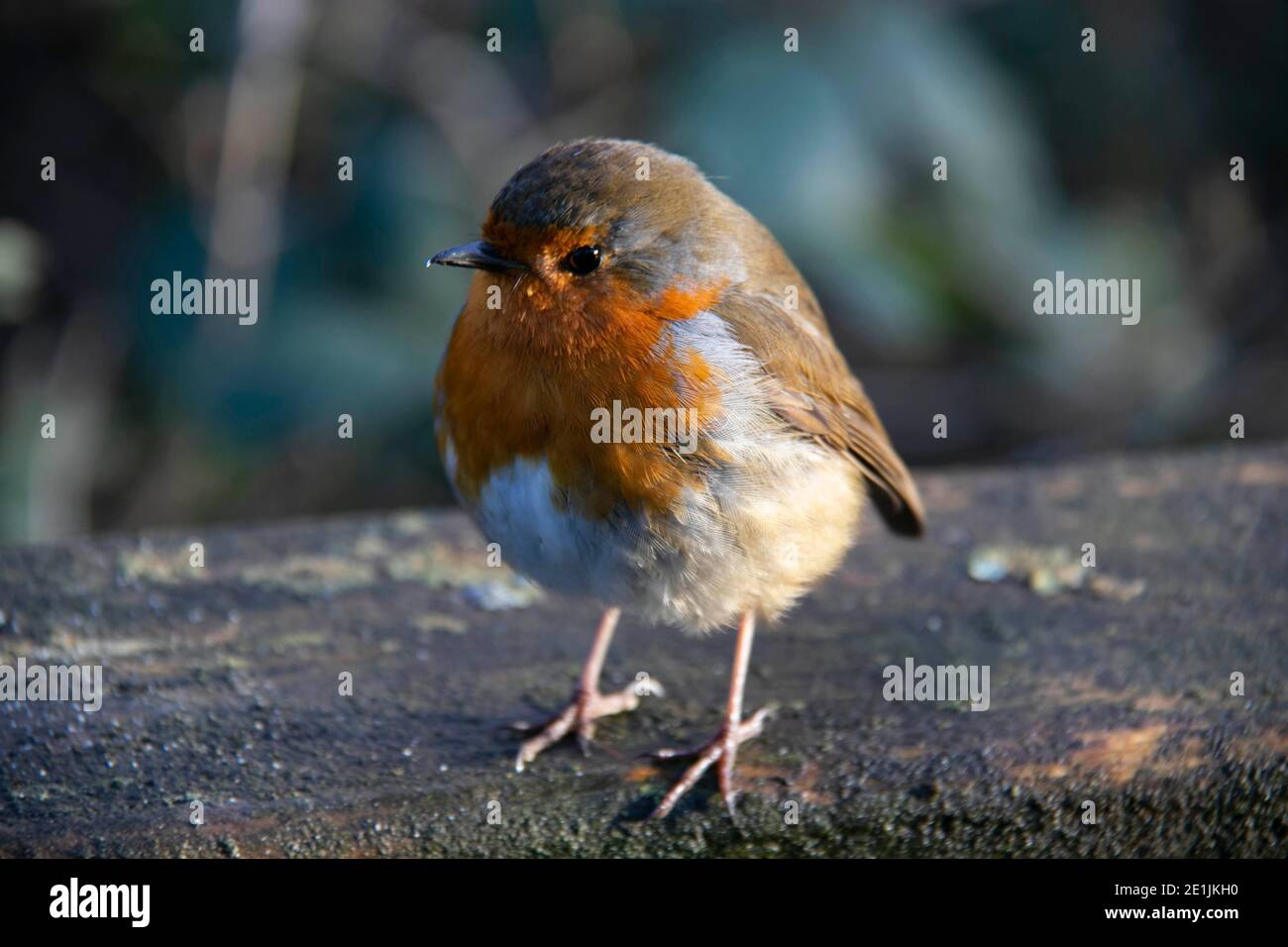 Robin Foto Stock