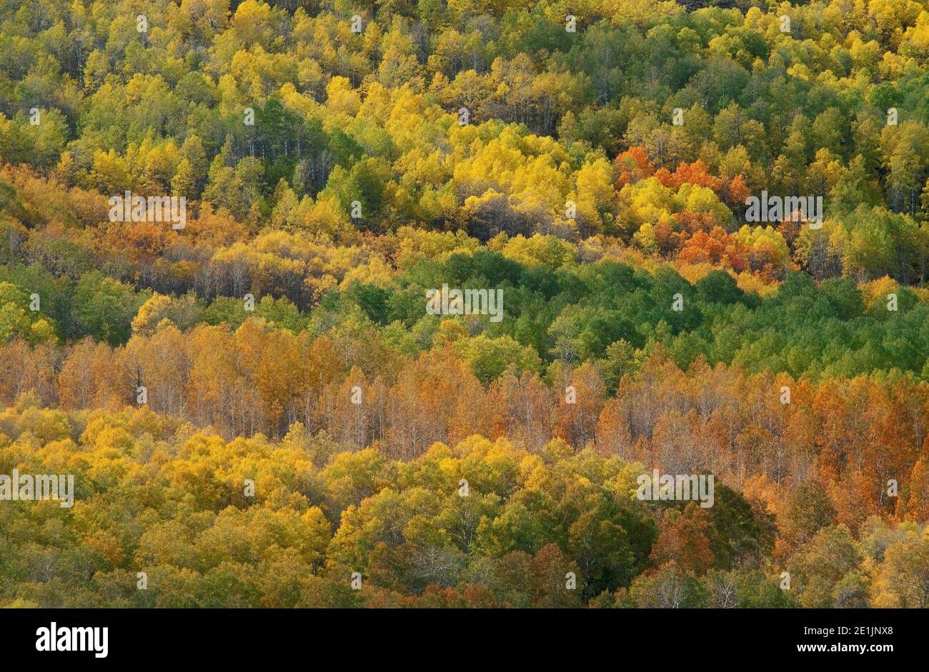 Alberi di Aspen in autunno, area di Jackman Park, Steens Mountain, Oregon orientale. Foto Stock