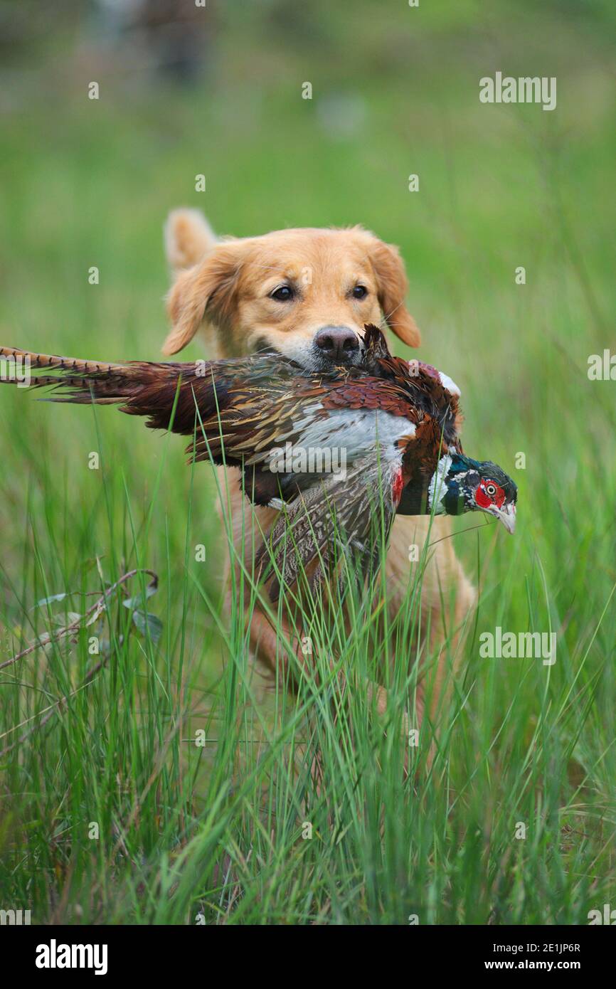 Golden Retriever porta in bocca un grande fagiano maschio. I recuperatori d'oro fanno per i cani da sparo grandi ma sono meno usati di Labrador Retrievers Foto Stock