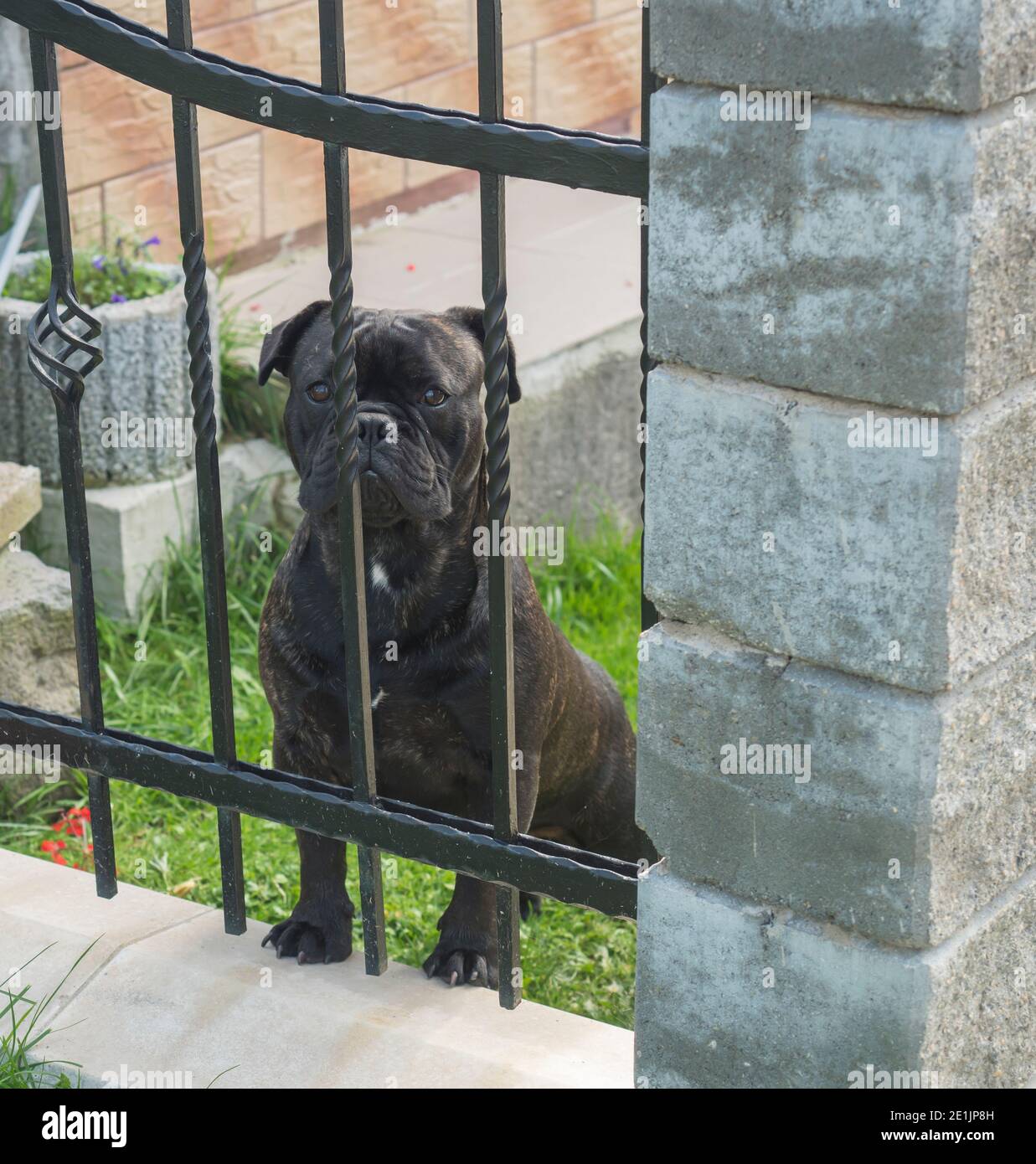 cane di guardia pugile nero in piedi nel giardino dietro le barre di recinzione di ferro, che protegge la casa Foto Stock