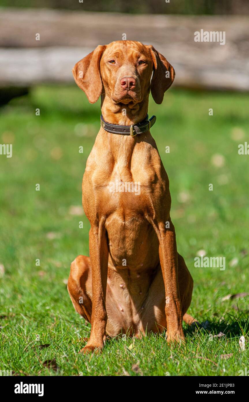 Bella ungherese Vizsla seduta e in posa per la macchina fotografica. I Vizslas sono cani di puntamento ungheresi utilizzati per la caccia degli uccelli e vengono in camice corto o lungo Foto Stock