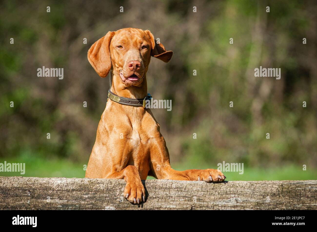 Bellissimo colpo di testa ungherese Vizsla. Il cane indossa un collare di pelle e si appoggia su un log. Molto giovane e in forma cane. Foto Stock