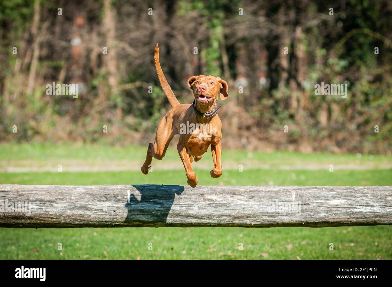 Energico ungherese Vizsla saltando su un grande tronco. I Vizslas sono cani da caccia molto atletici ed energitc, sempre pronti ad andare per l'avventura Foto Stock