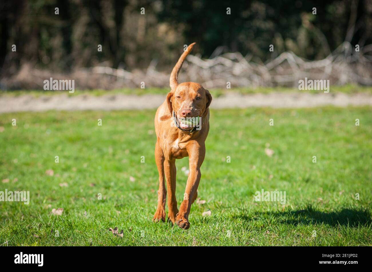 Energico ungherese Vizsla recupero di una palla da tennis. Vizslas sono caccia, punto e recuperare cani, in grado di puntare e recuperare l'uccello morto. Foto Stock