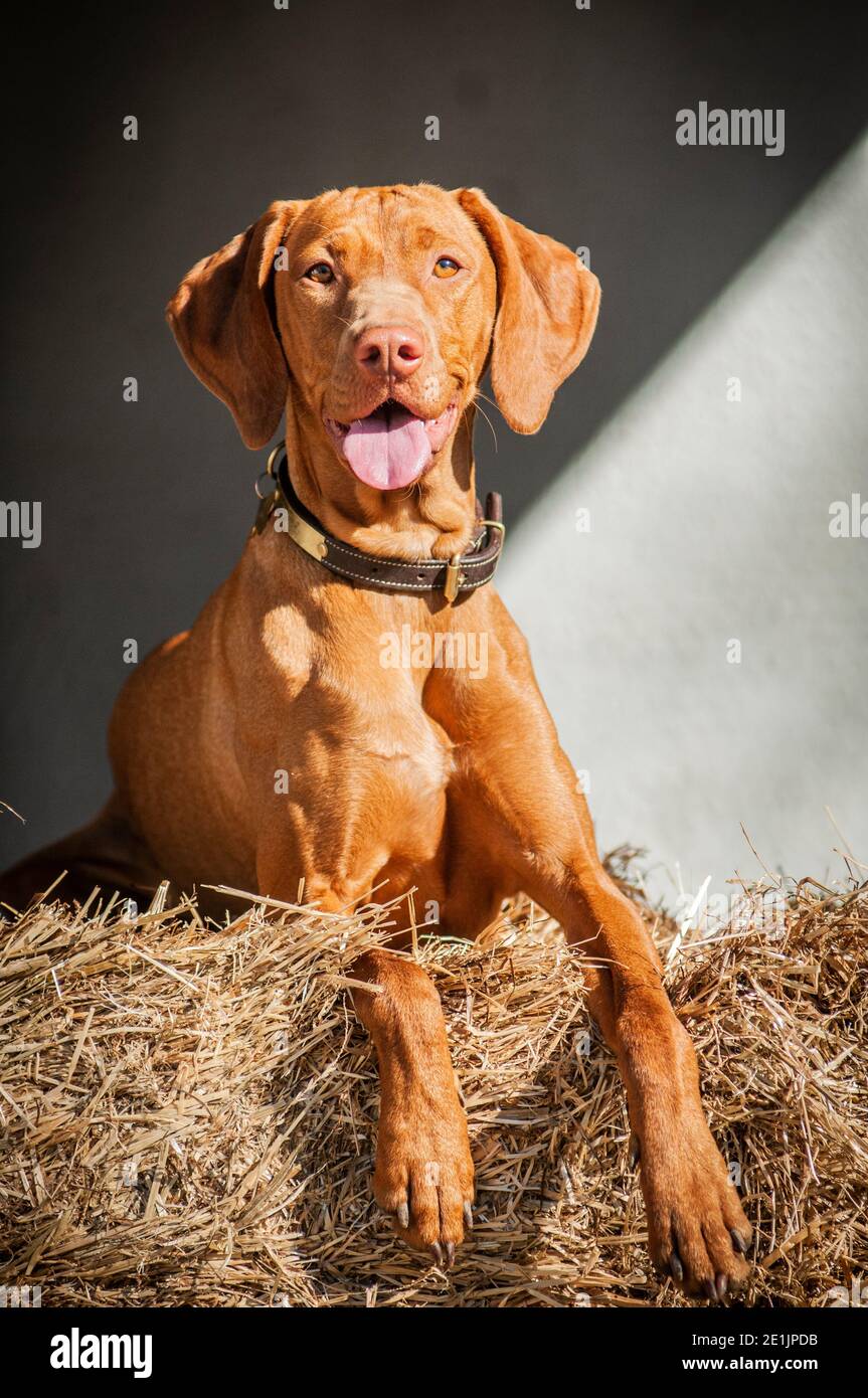 Bella ungherese Vizsla seduta e in posa per la macchina fotografica. I Vizslas sono cani di puntamento ungheresi utilizzati per la caccia degli uccelli e vengono in camice corto o lungo Foto Stock