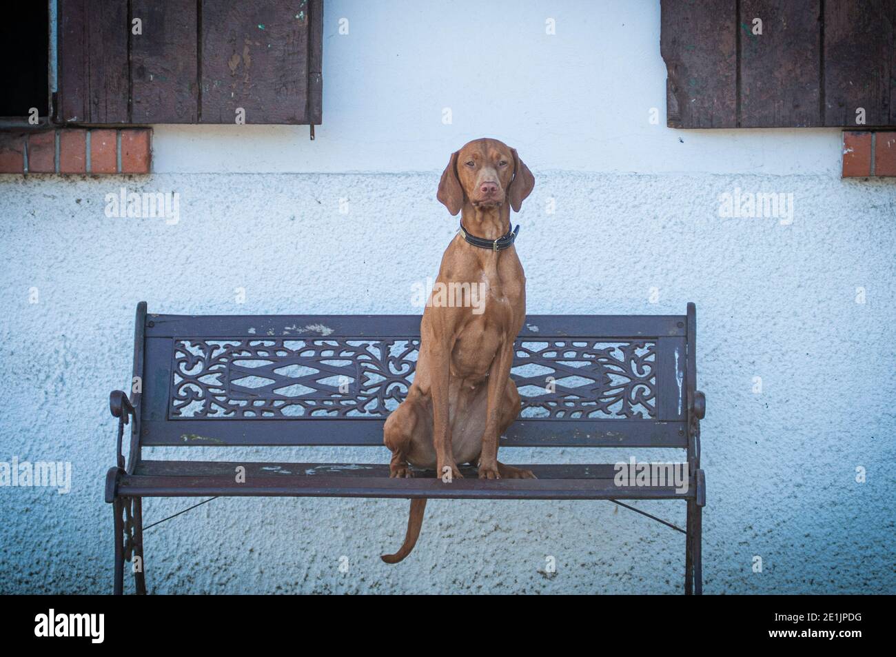 Bella ungherese Vizsla seduta su una panchina in una fattoria rurale. I Vizslas sono grandi cani da caccia e soprattutto amano gli uccelli da caccia Foto Stock