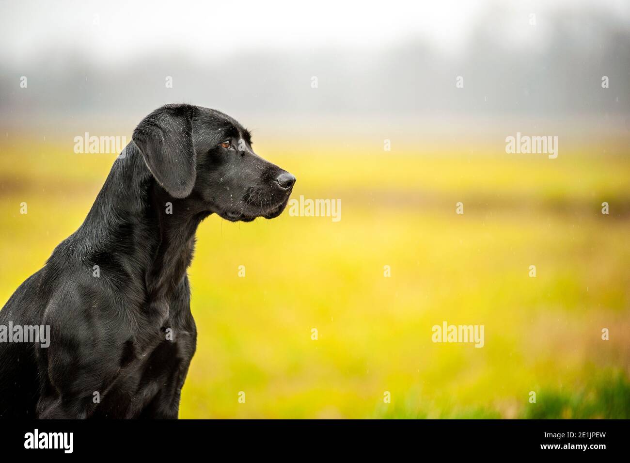 Bella caccia Labrador nero Retriever seduta e in attesa durante una giornata di caccia nel campo. I Labrador sono grandi cani da caccia Foto Stock