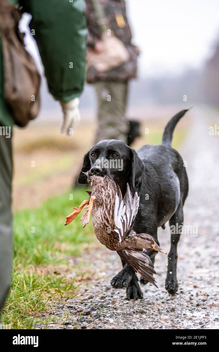 Black Labrador Retriever ti offre un'anatra in mano durante una giornata di caccia. Labrador Retrievers sono grandi cani da caccia e sono molto facili da allenare Foto Stock