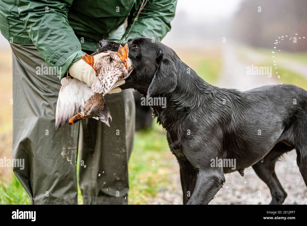 Black Labrador Retriever ti offre un'anatra in mano durante una giornata di caccia. Labrador Retrievers sono grandi cani da caccia e sono molto facili da allenare Foto Stock