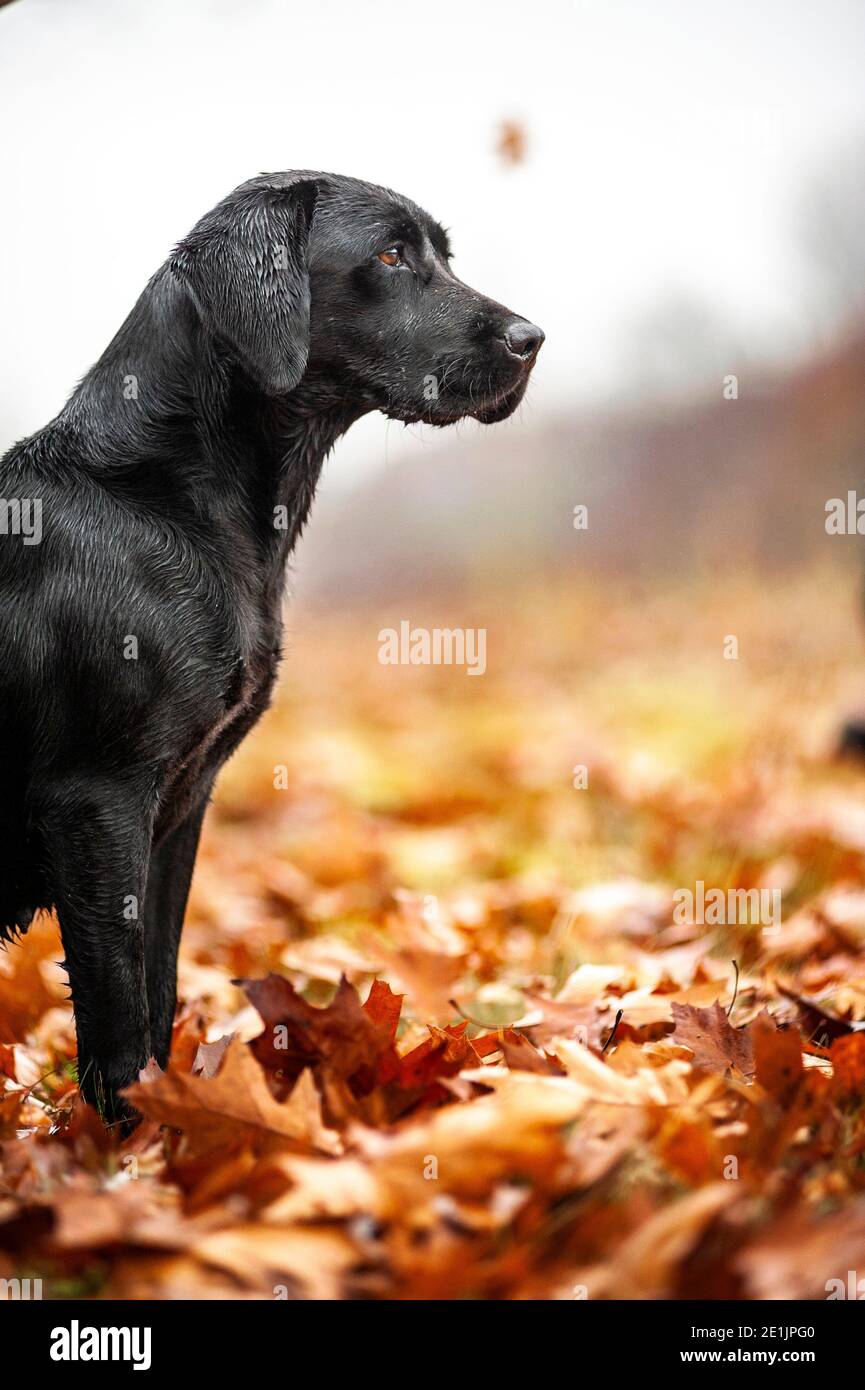 Bella caccia Labrador nero Retriever seduta e in attesa durante una giornata di caccia nel campo. I Labrador sono grandi cani da caccia Foto Stock