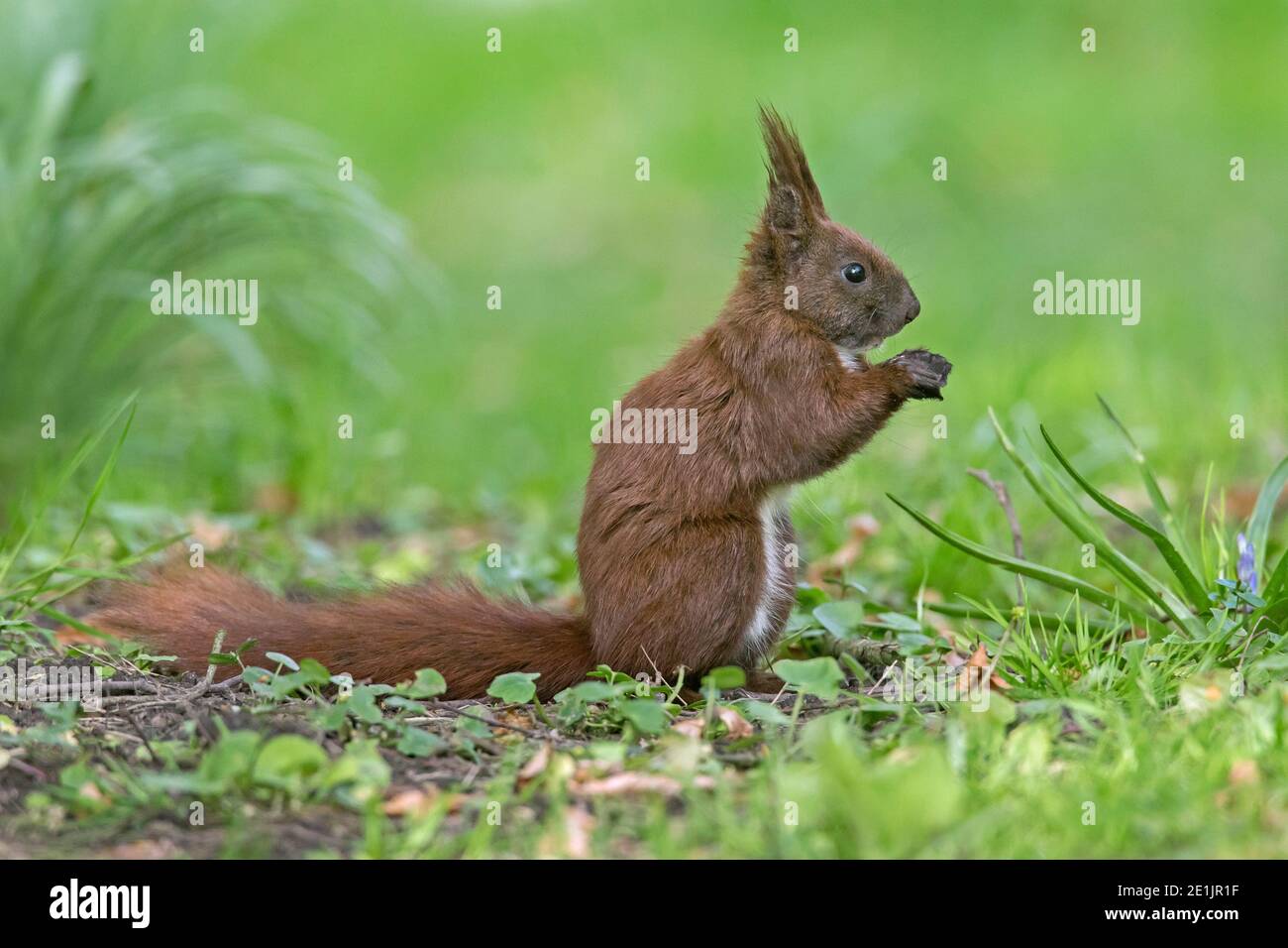Carino scoiattolo rosso eurasiatico (Sciurus vulgaris) foraggio a terra in primavera Foto Stock