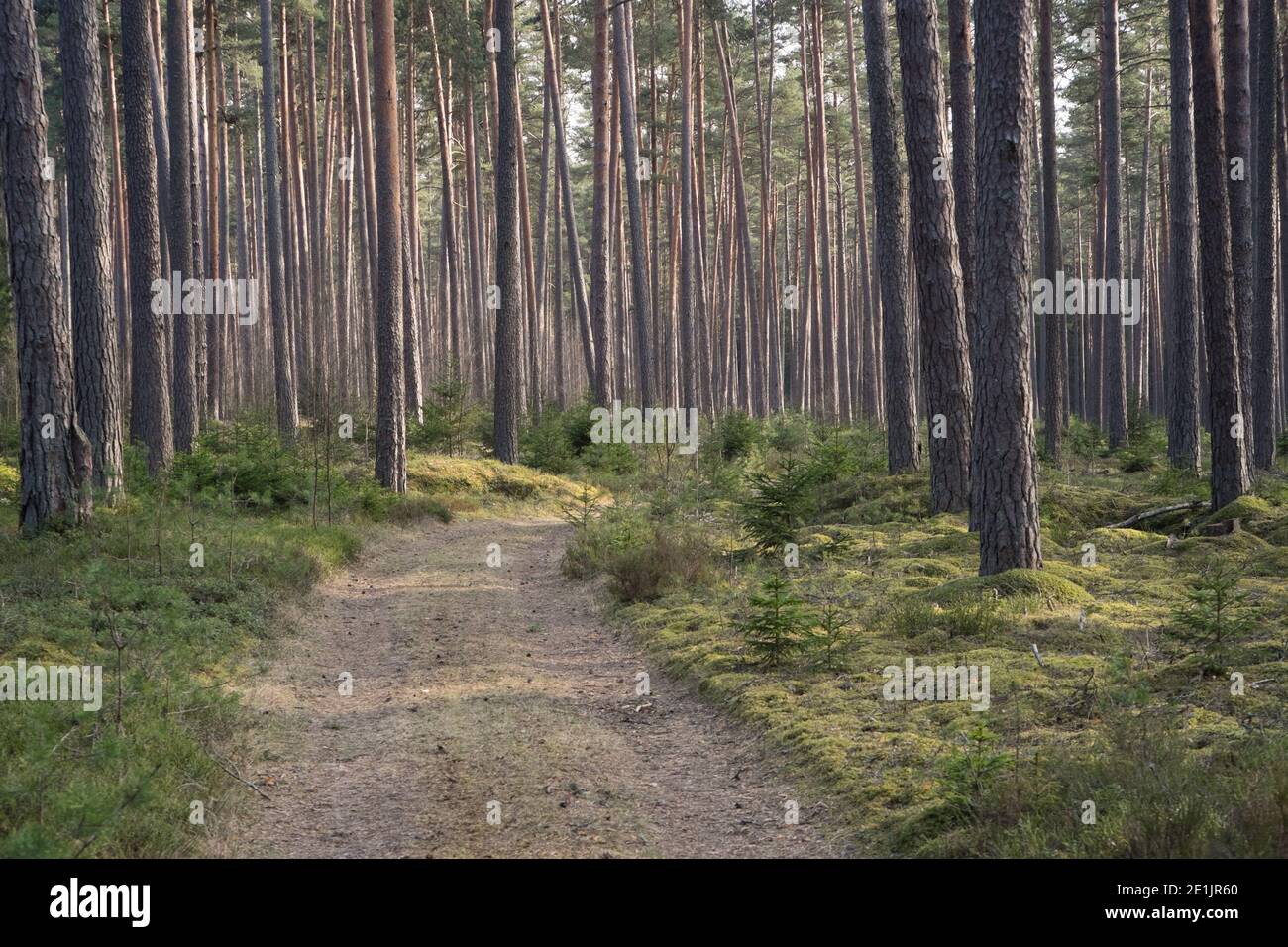 Un percorso attraverso una fitta pineta verde Foto Stock