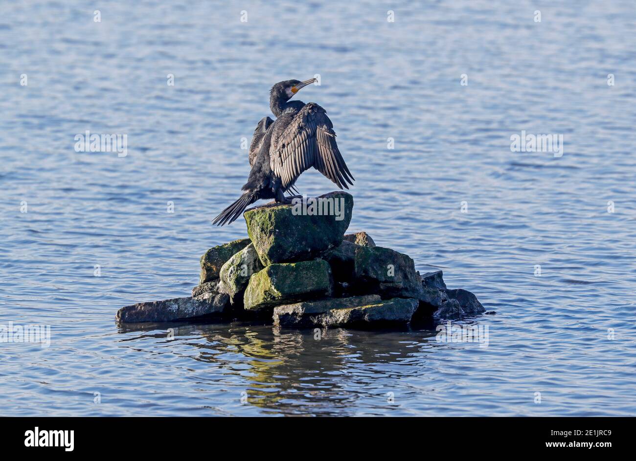 Cormorani sulla roccia Foto Stock