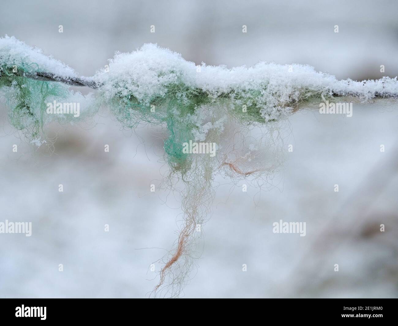 Fiocchi di neve che si depositano su fibre di lana tinta rosso blu e verde snagged su recinzione di filo spinato nella scena di verricello in Cumbria, Inghilterra, Regno Unito Foto Stock