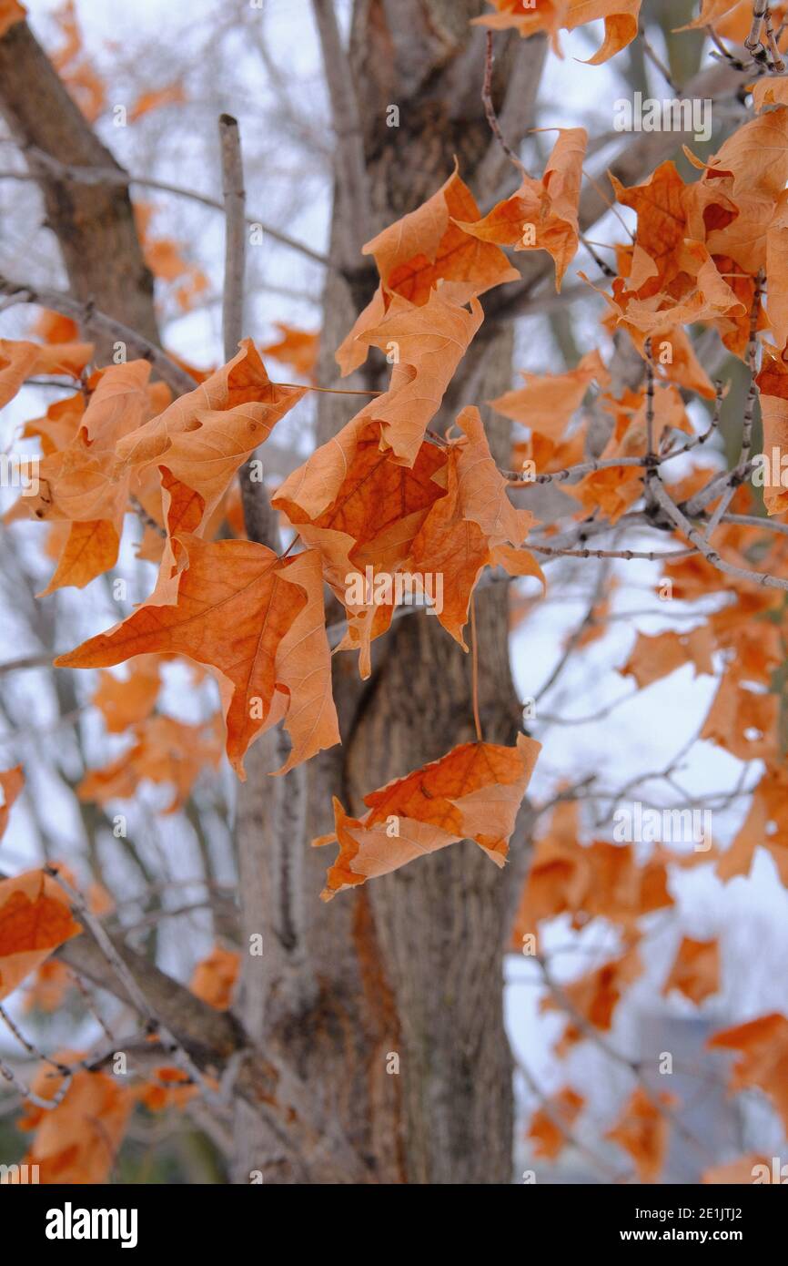 Foglie di acero marrone a metà inverno appena aggrappate al ramo, su un sentiero escursionistico fuori di Ottawa, Ontario, Canada. Foto Stock