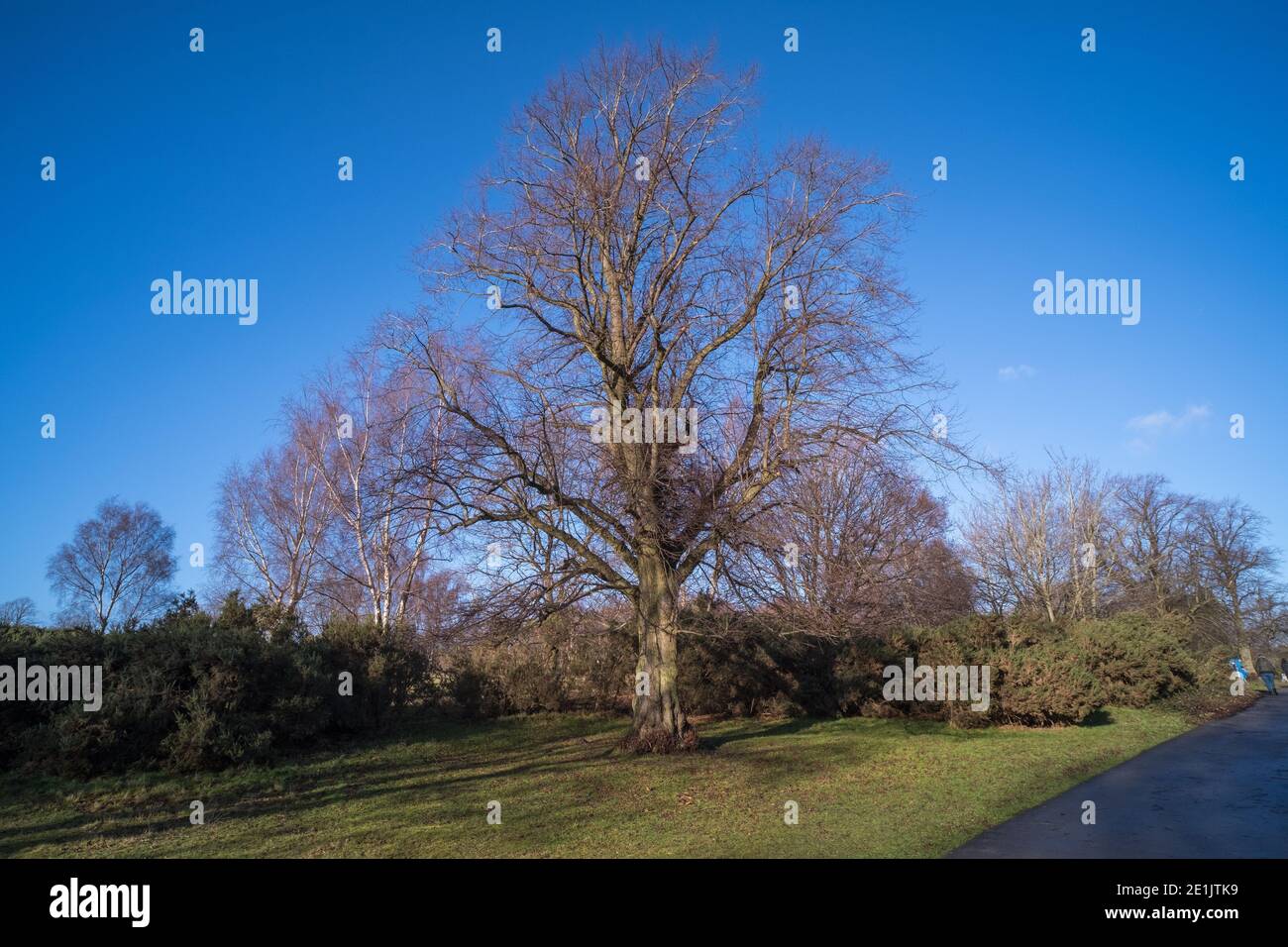 Sutton Park a Sutton Coldfield vicino a Birmingham è di 2000 ettari di parco con piste ciclabili e briglie e laghi per tempo libero Foto Stock