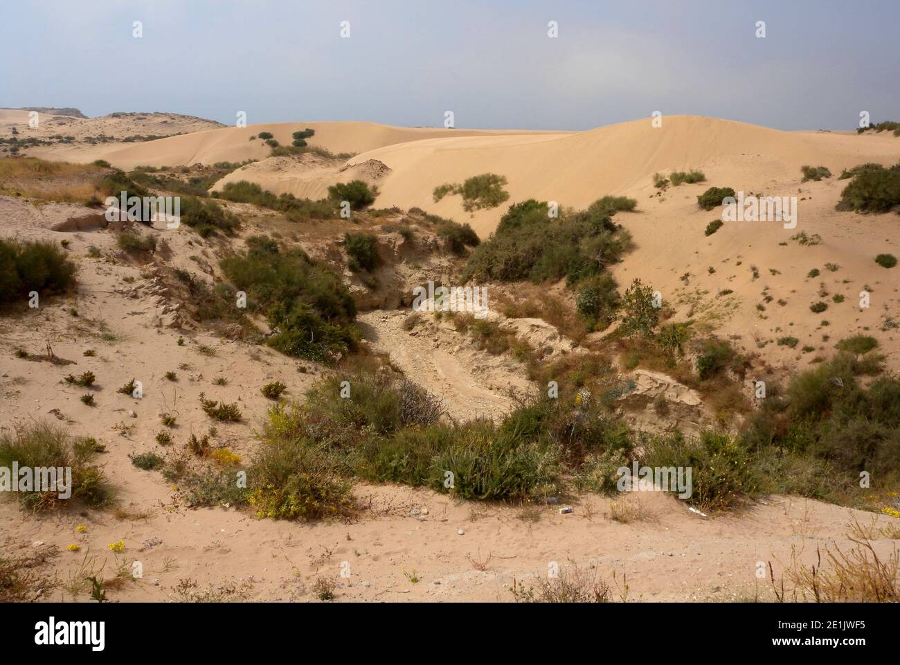 wadi nel deserto costiero Marocco Maggio Foto Stock