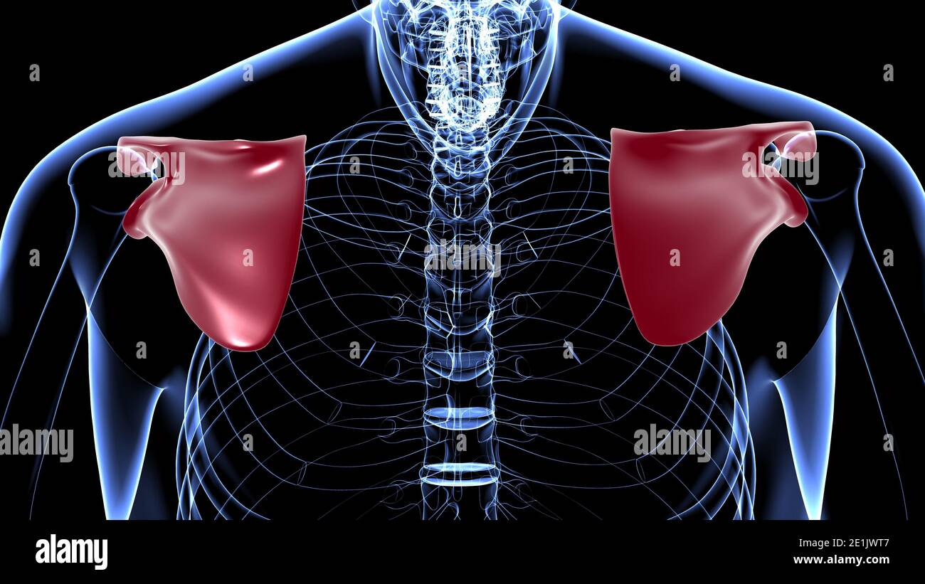 Anatomia scheletrica umana Scapula Bone 3D rendering for Medical Concept Foto Stock