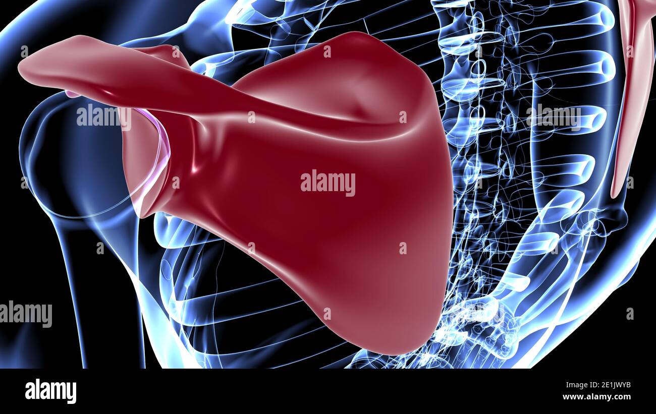 Anatomia scheletrica umana Scapula Bone 3D rendering for Medical Concept Foto Stock