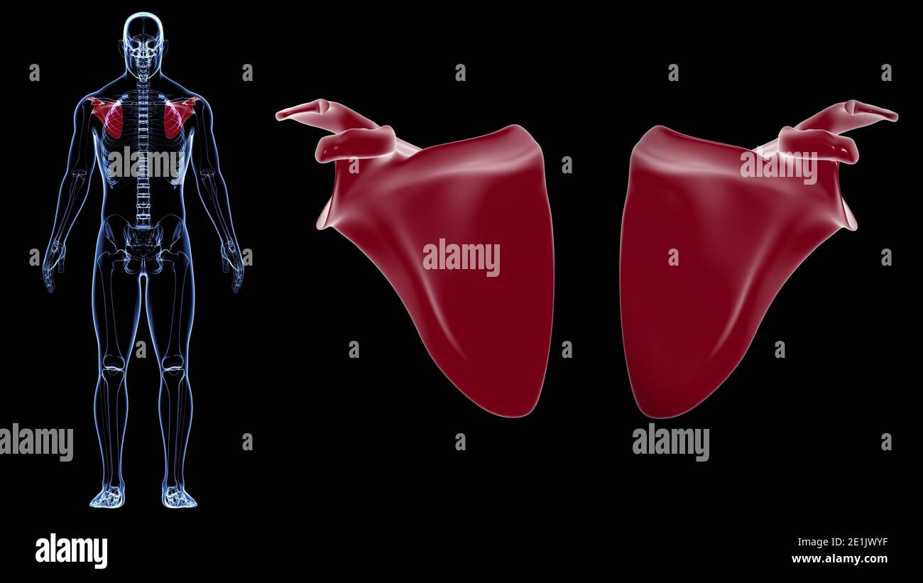 Anatomia scheletrica umana Scapula Bone 3D rendering for Medical Concept Foto Stock