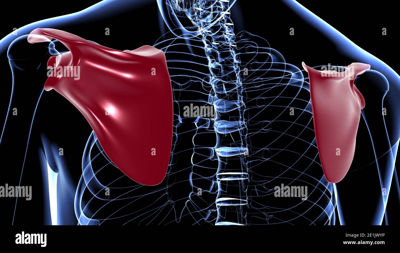 Anatomia scheletrica umana Scapula Bone 3D rendering for Medical Concept Foto Stock