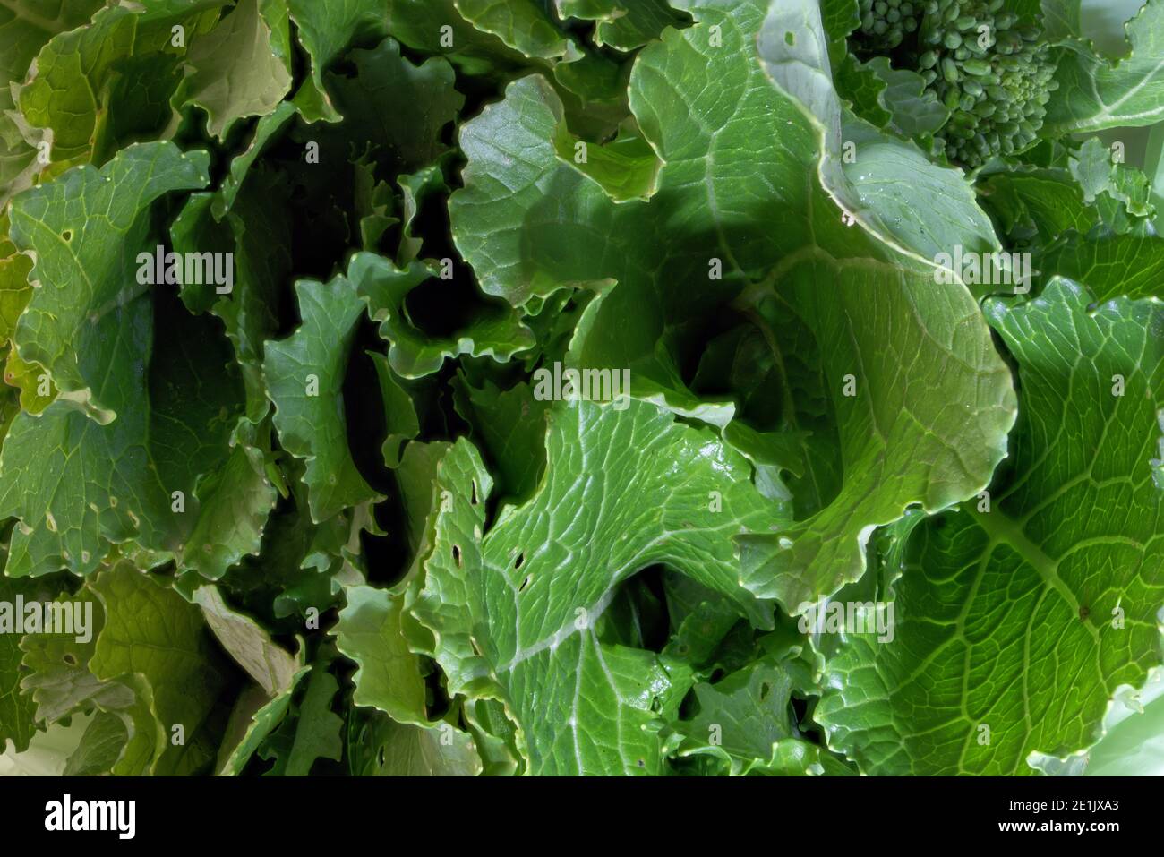 verde di rapa crudo Foto Stock