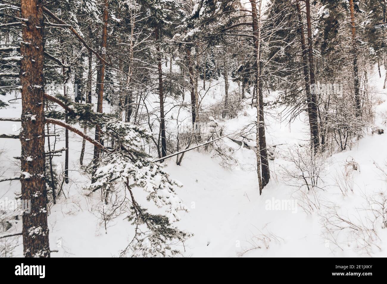 Foresta invernale Siberiana con pini sul pendio e congelati rami di albero Foto Stock