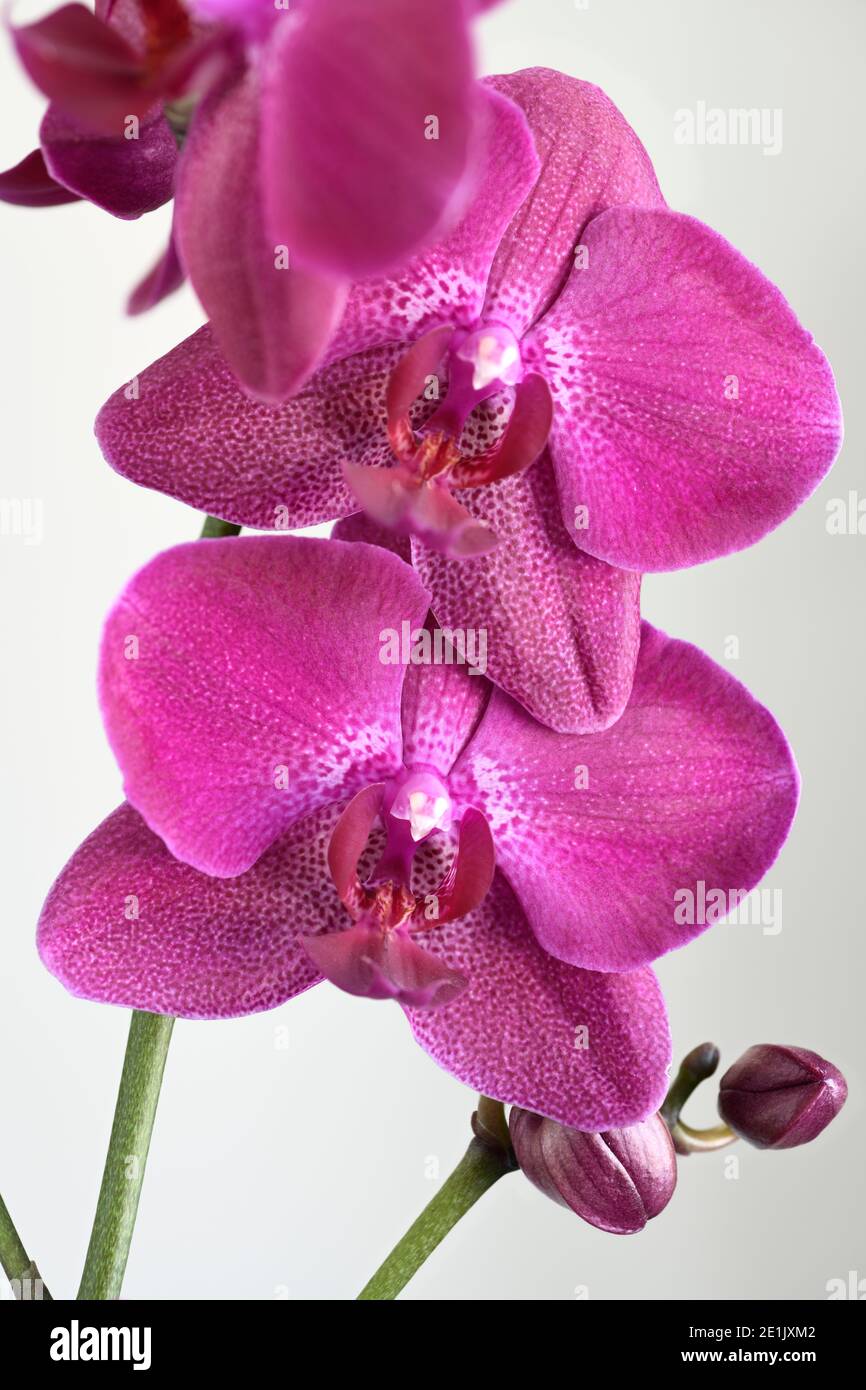 Porpora pallottato Phalaenopsis Moth Orchidea fiori e boccioli su bianco sfondo Foto Stock