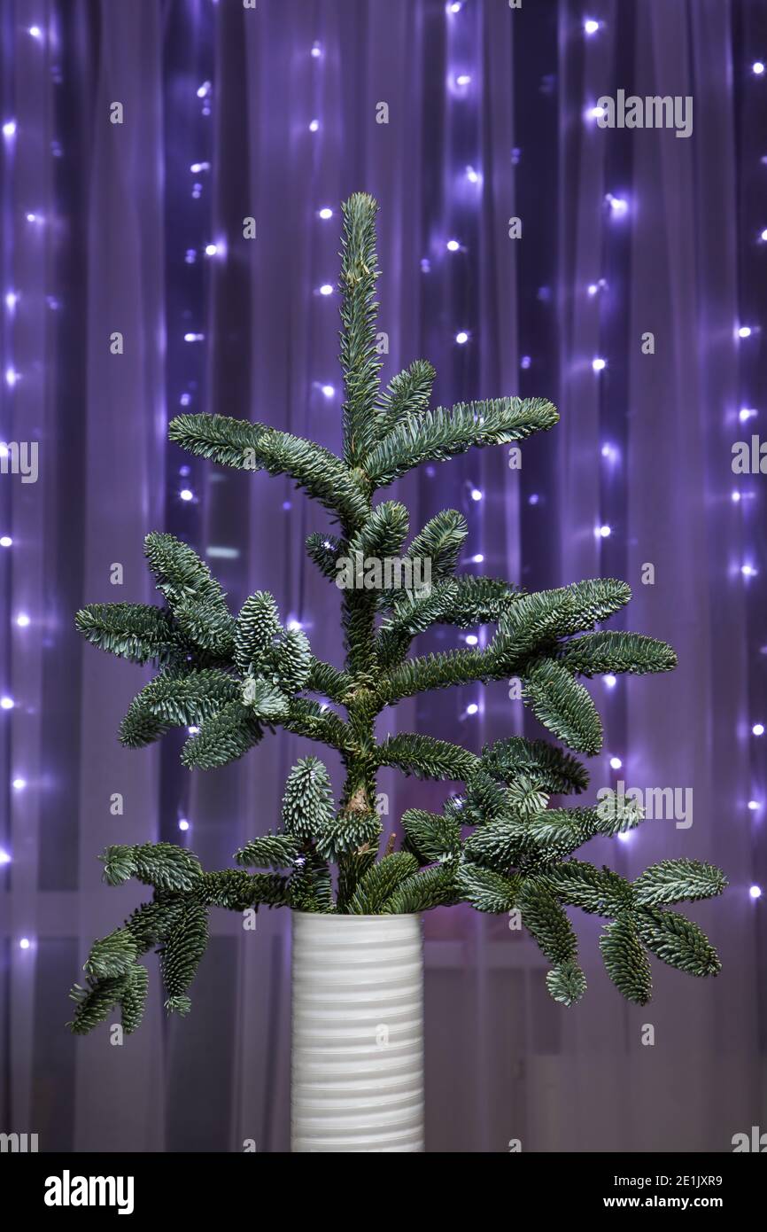 Poco rosso verde soffice su uno sfondo di luci Foto Stock