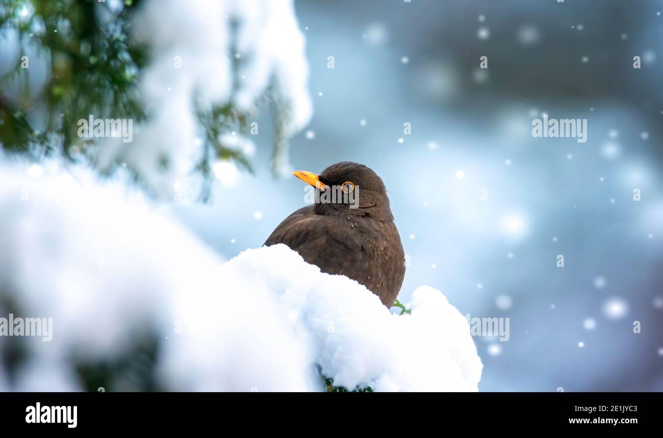 Eurasian Blackbird su cespuglio con neve in inverno, la migliore foto. Foto Stock