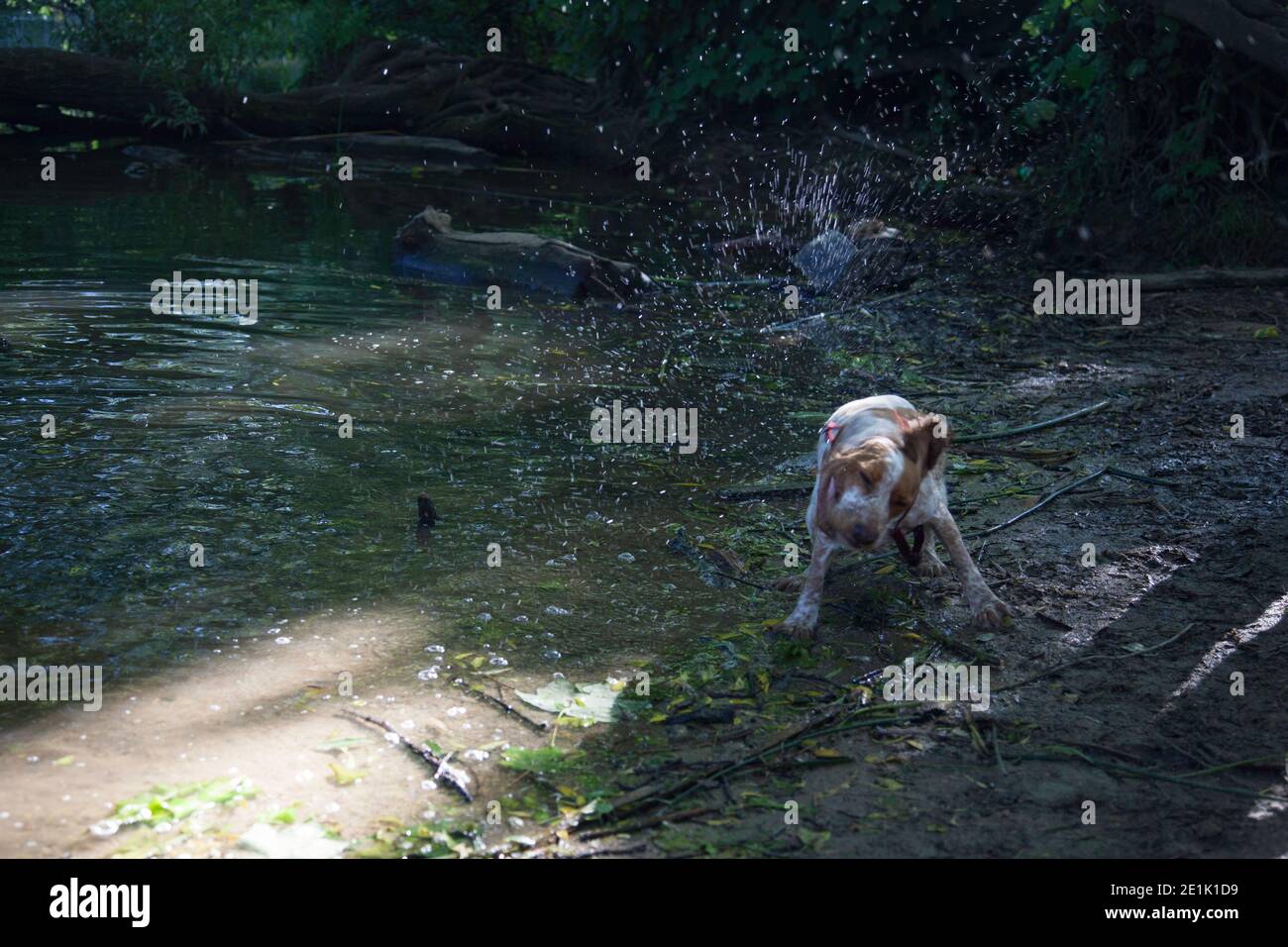 Un giovane Cocker Spaniel scuotendo via l'acqua dopo un tuffo Foto Stock