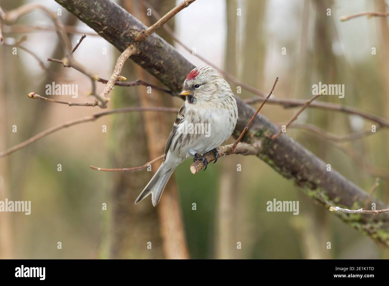 Arctic Redpoll, singolo adulto arroccato in Tree, Norfolk, Regno Unito, 15 febbraio 2012 Foto Stock