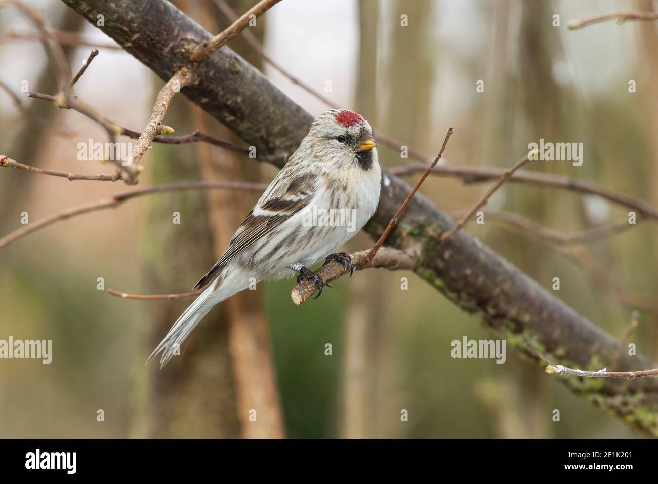 Arctic Redpoll, singolo adulto arroccato in Tree, Kelling, Norfolk, Regno Unito, 15 febbraio 2012 Foto Stock