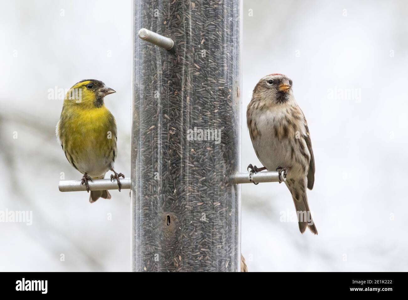 Arctic Redpoll, uccello singolo arroccato sull'alimentatore di uccelli, Norfolk, Regno Unito, 21 febbraio 2019 Foto Stock